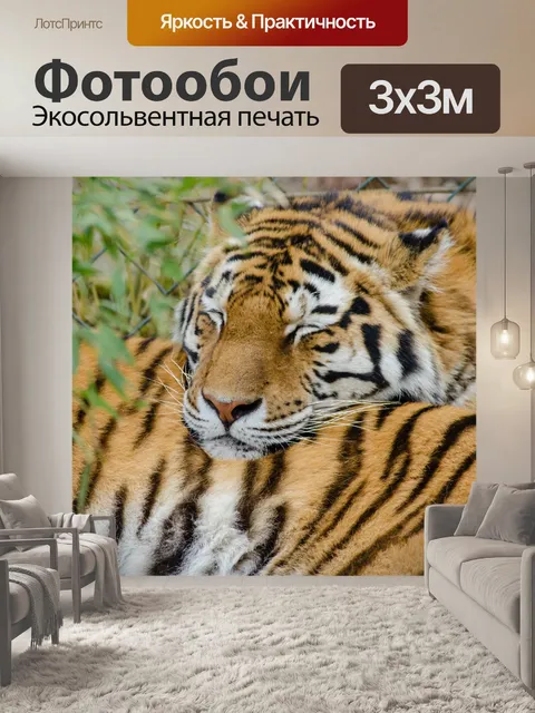 Фотообои Сибирский тигр, Nap!