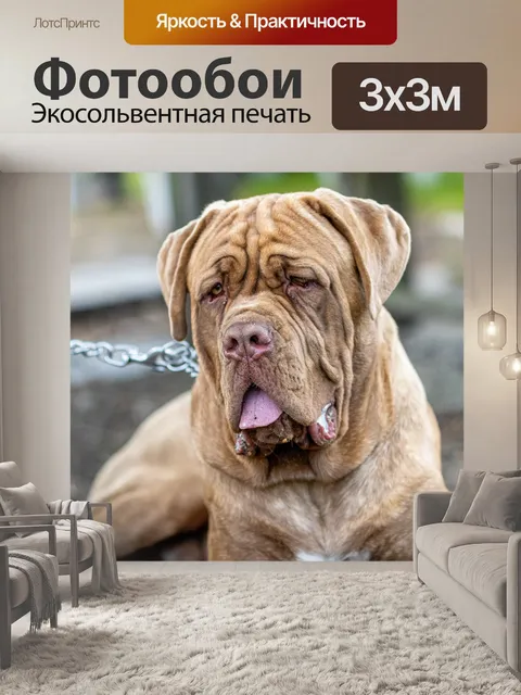 Фотообои Собака