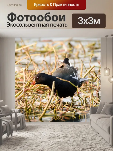 Фотообои Птица
