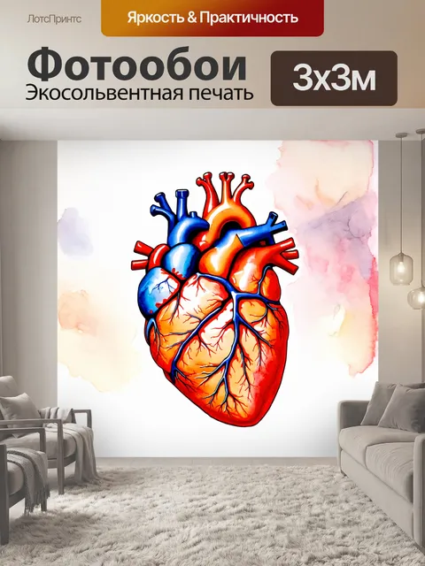 Фотообои подробное изображение человеческого сердца в виде анатомической схемы