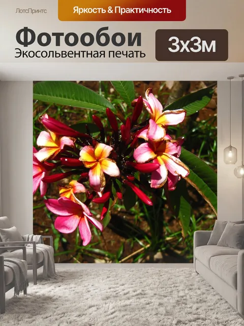 Фотообои разложение по краям розового франжипани