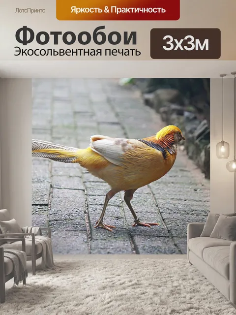 Фотообои напыщенный фазан