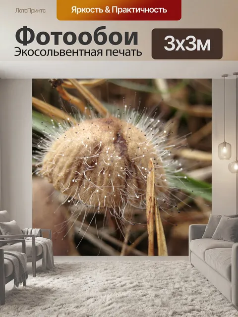 Фотообои Гриб