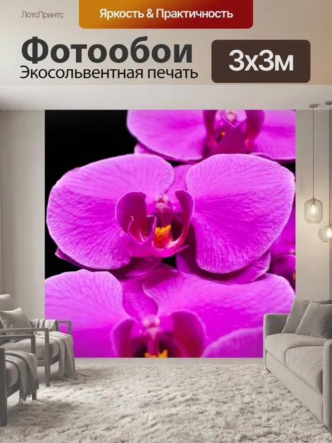 Фотообои Фаленопсис