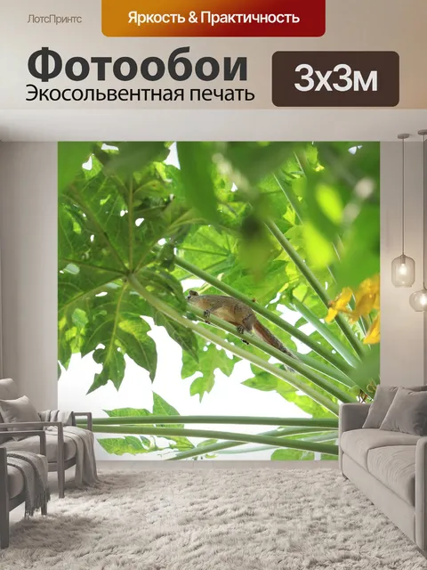 Фотообои Белка