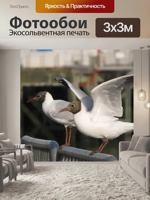 Фотообои Чайка Черноголовых