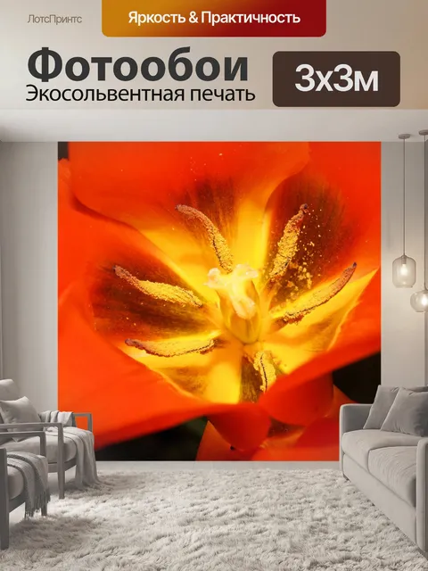 Фотообои Тюльпан