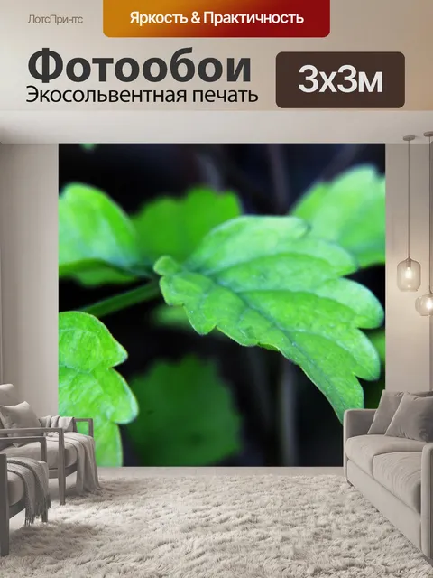 Фотообои Листья 6