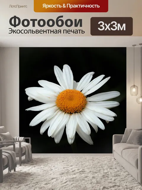 Фотообои Шаста Дейзи, изолированных на черном