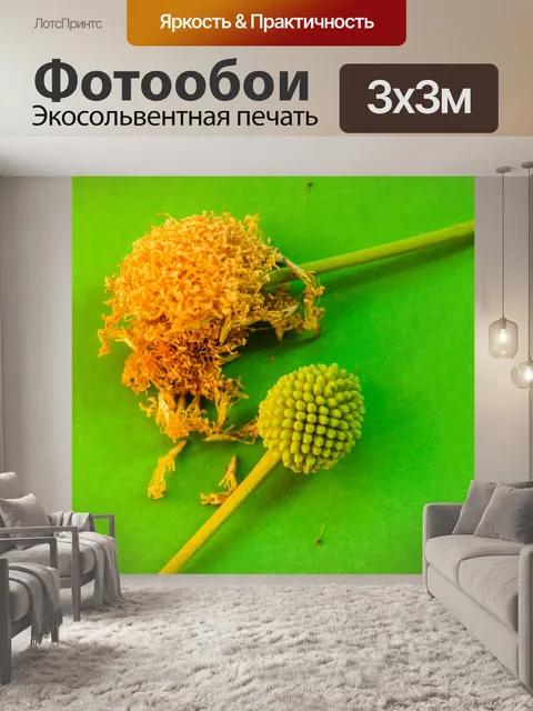 Фотообои Зеленое семя Белый цветок попинака