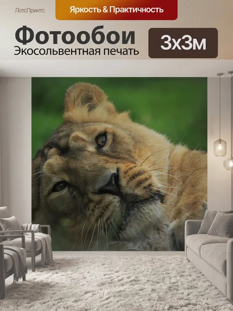 Фотообои Львица