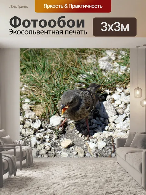 Фотообои Птица