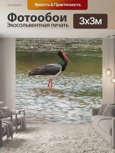 Фотообои Черный аист