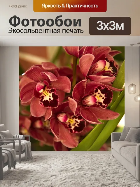Фотообои Орхидеи