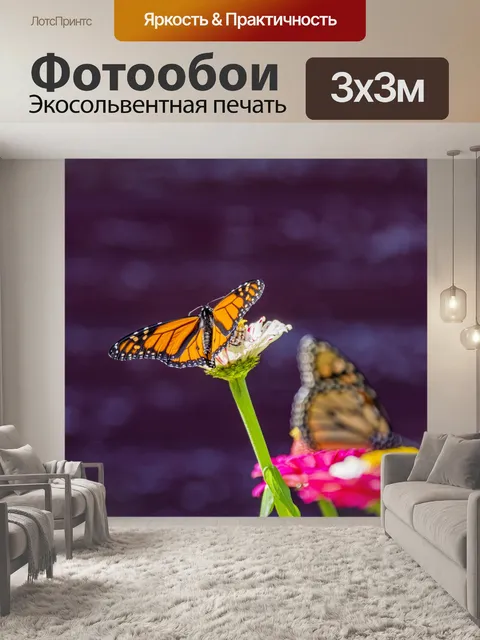 Фотообои Бабочка монарх