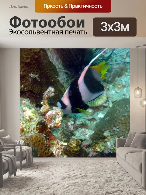 Фотообои Кормление рыбы