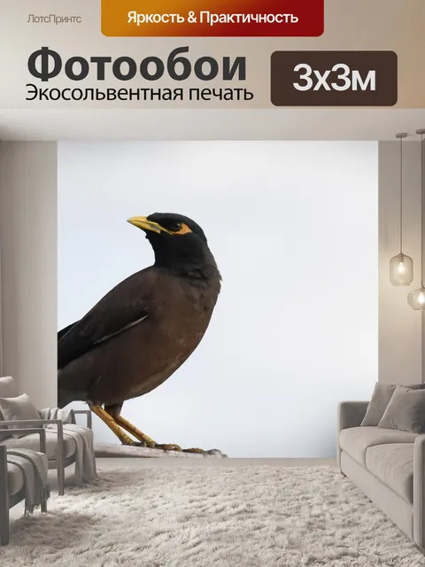Фотообои Птица