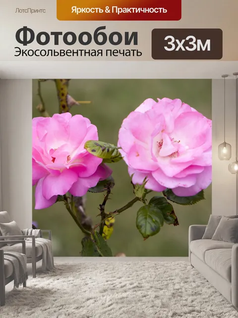 Фотообои Цветы розовые розы