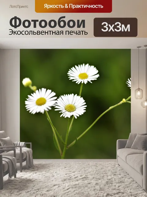 Фотообои Дейзи Флебане Полевые цветы крупным план