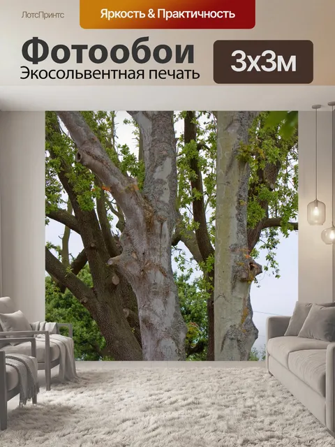 Фотообои Ветви дерева