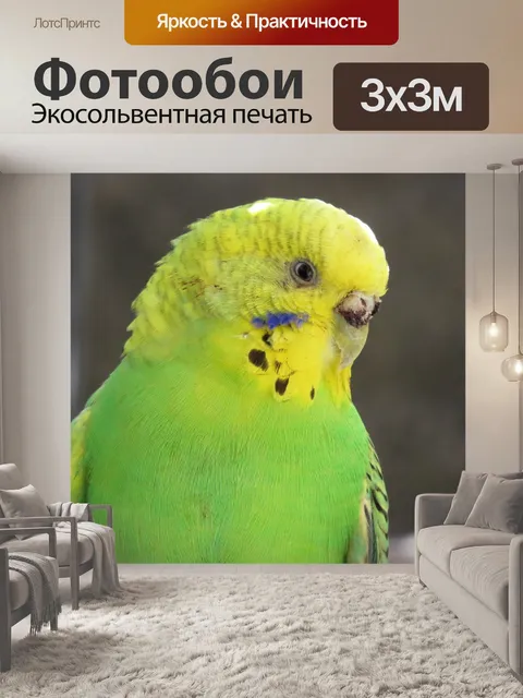 Фотообои Попугай