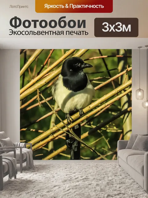 Фотообои Сорока