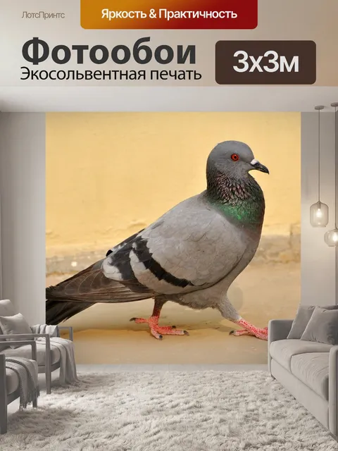 Фотообои Голубь