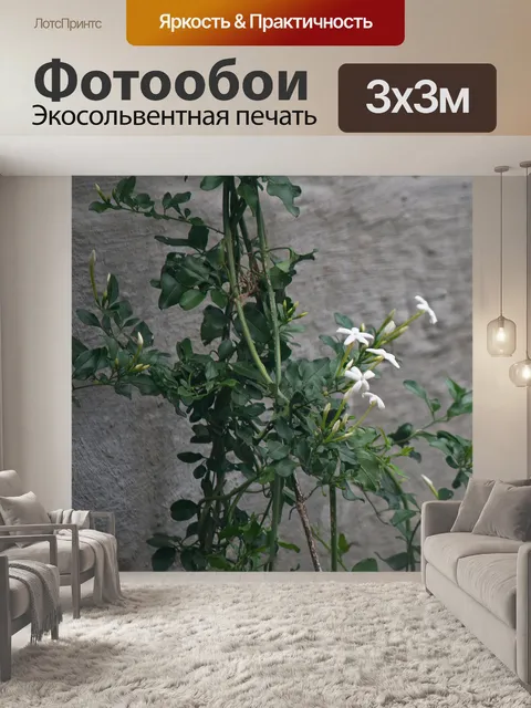 Фотообои изысканные белые цветы жасмина