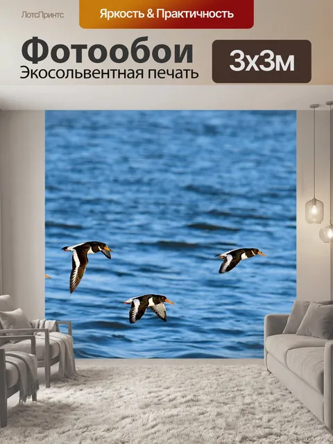 Фотообои Кулик-сорока
