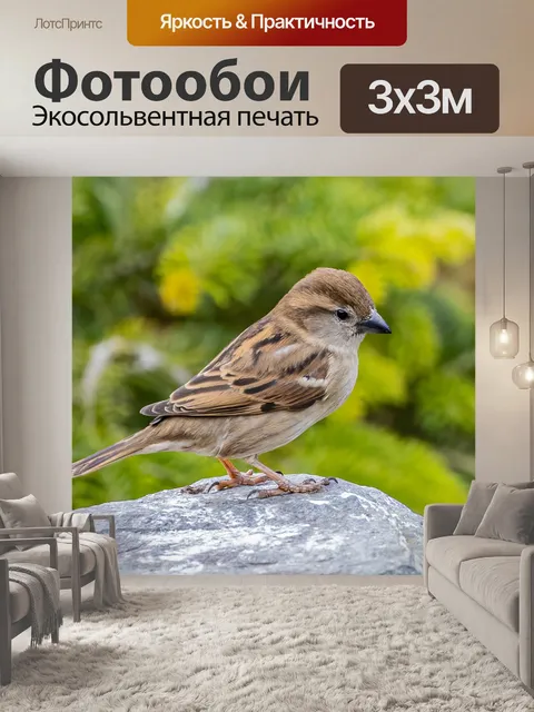 Фотообои Воробей