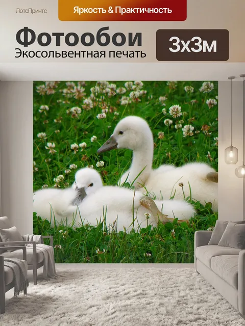Фотообои Лебеди