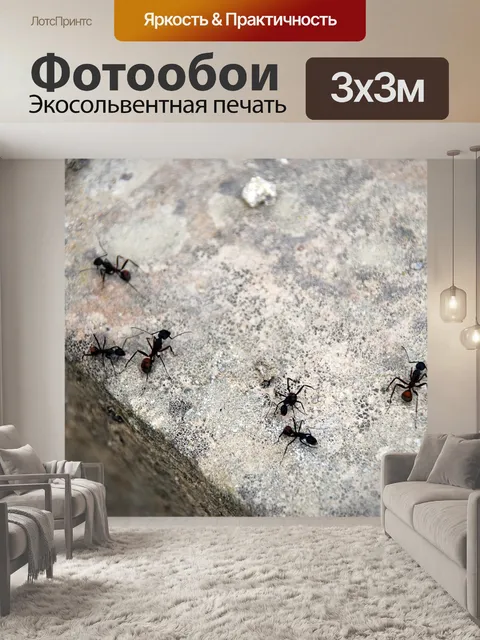 Фотообои Муравьи
