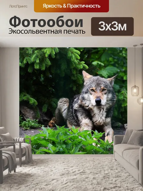 Фотообои Волк