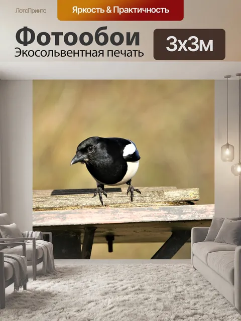 Фотообои Сорока