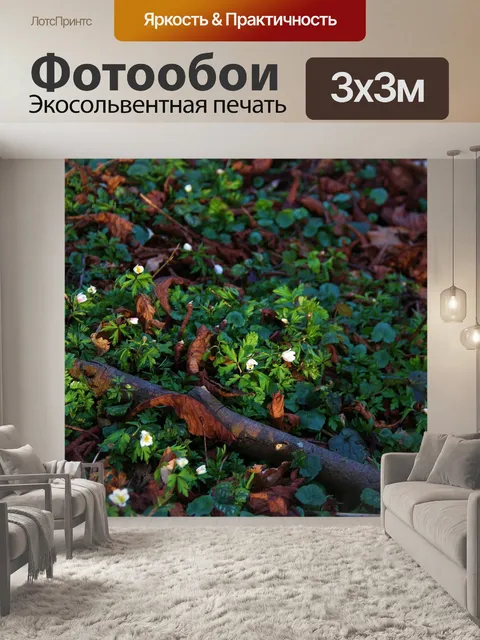 Фотообои Лес