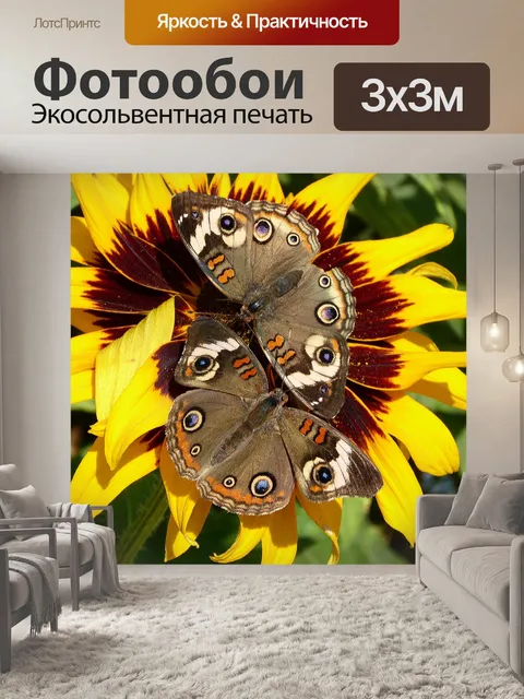 Фотообои Две бабочки на подсолнечник