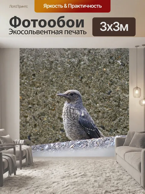 Фотообои Животное