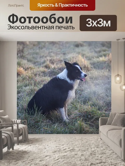 Фотообои Черный и белый собака