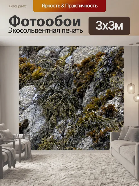 Фотообои Водоросли Рок сад