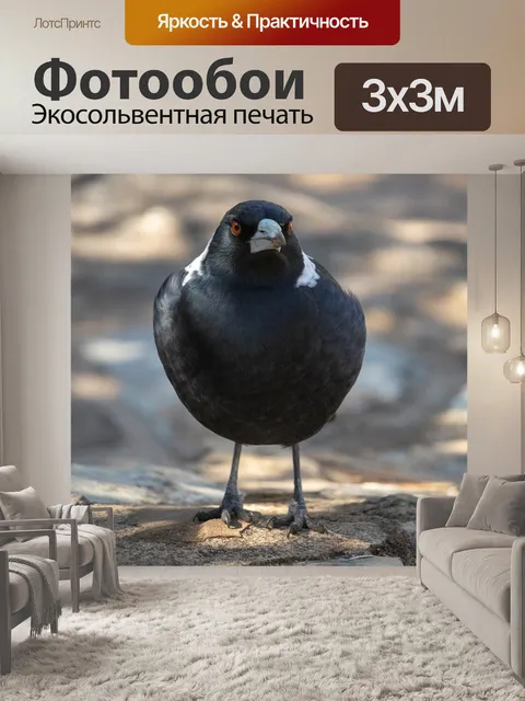 Фотообои Сорока