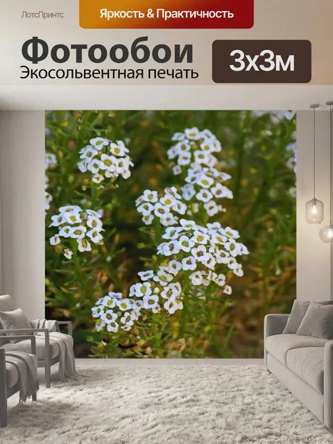 Фотообои белые сладкие цветочные головки allysum
