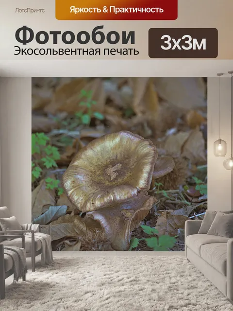 Фотообои Грибы и листья деревьев