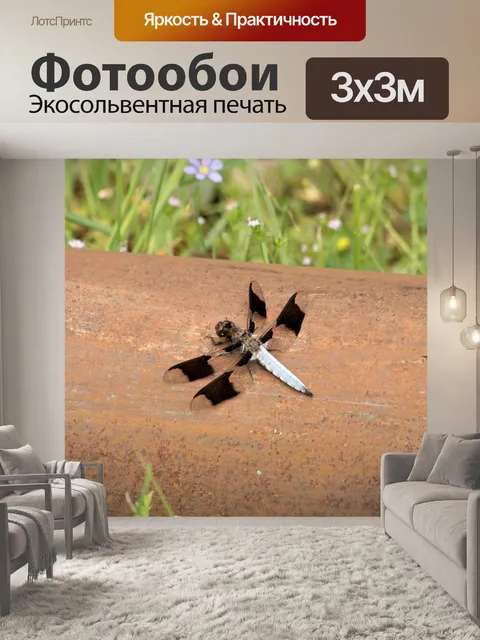Фотообои Белохвостый скиммер стрекоза