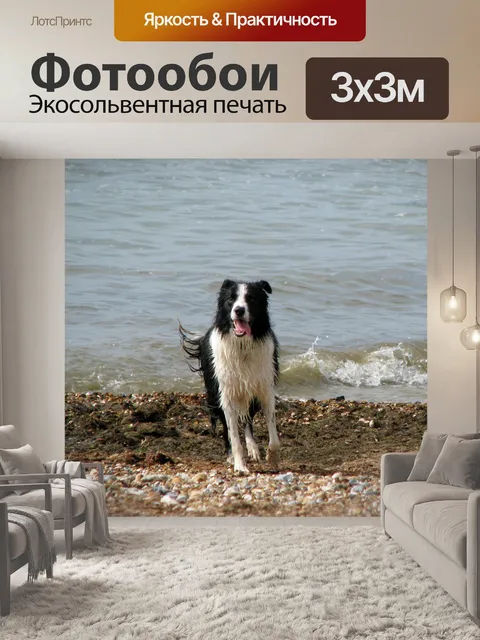 Фотообои Собака бордер-колли