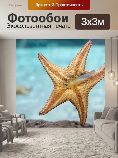 Фотообои Кормление морских звезд