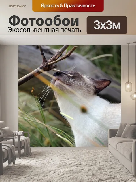 Фотообои Кошка