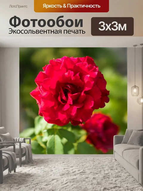 Фотообои Роза