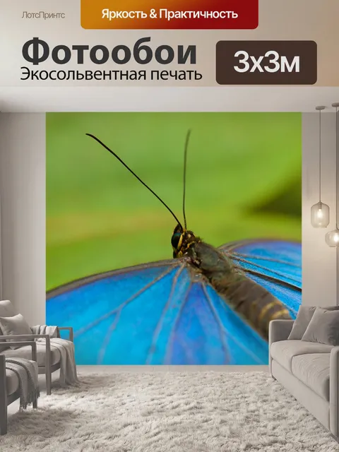 Фотообои морфо бабочки