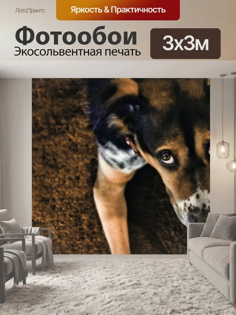 Фотообои Грустные глаза Собака