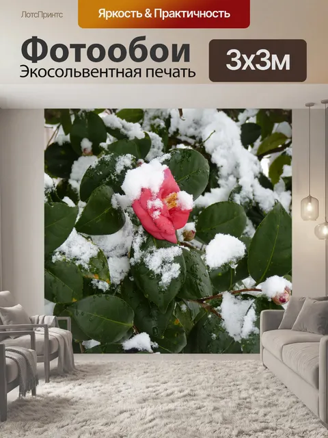 Фотообои Снежная роза